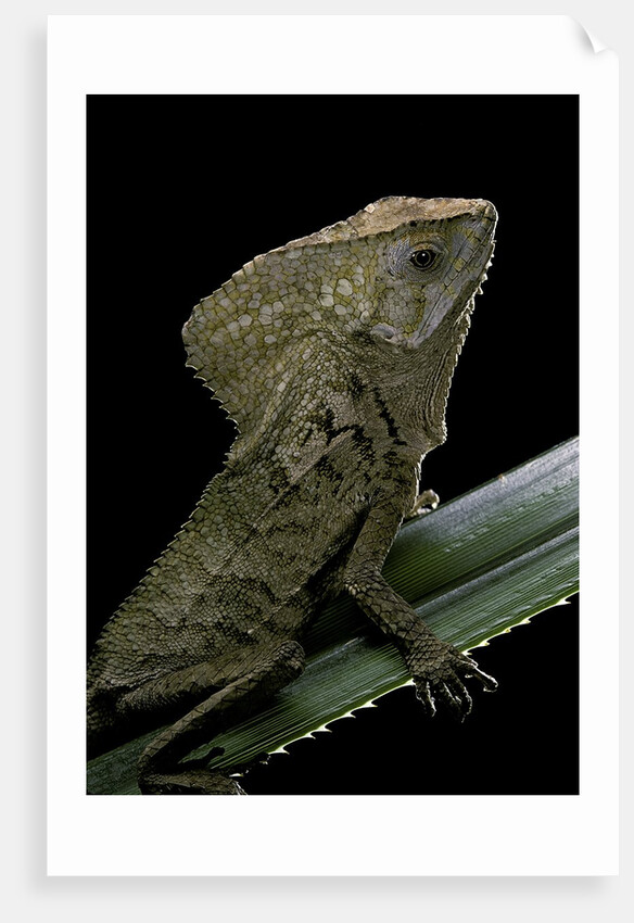 Corytophanes cristatus (helmeted iguana) by Anonymous