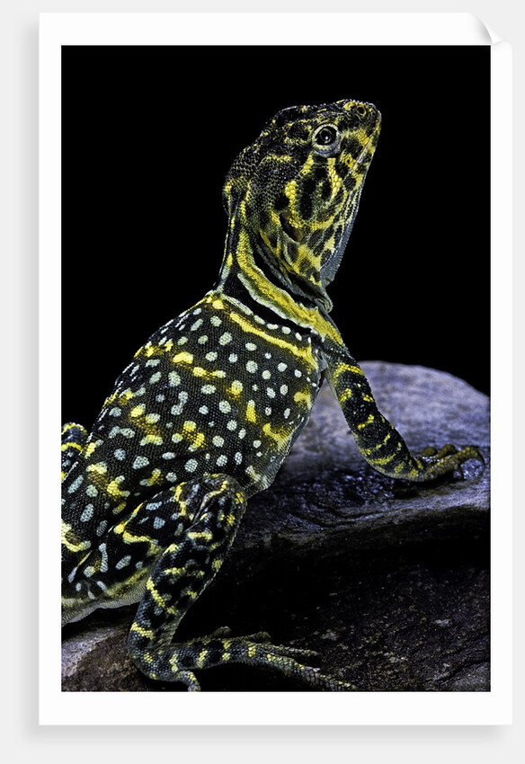 Crotaphytus collaris (collared lizard) by Anonymous