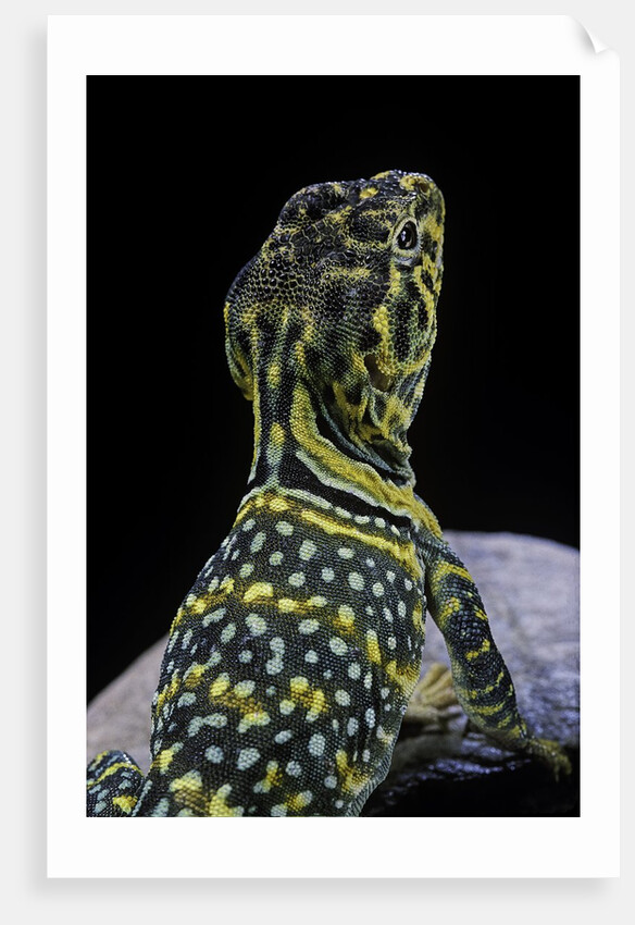 Crotaphytus collaris (collared lizard) by Anonymous