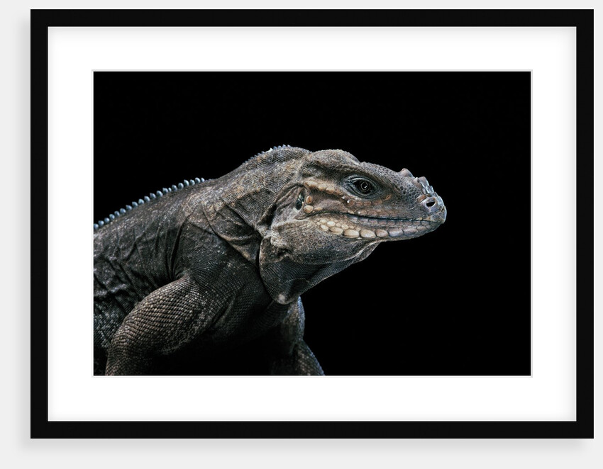 Cyclura cornuta (rhinoceros iguana) by Anonymous