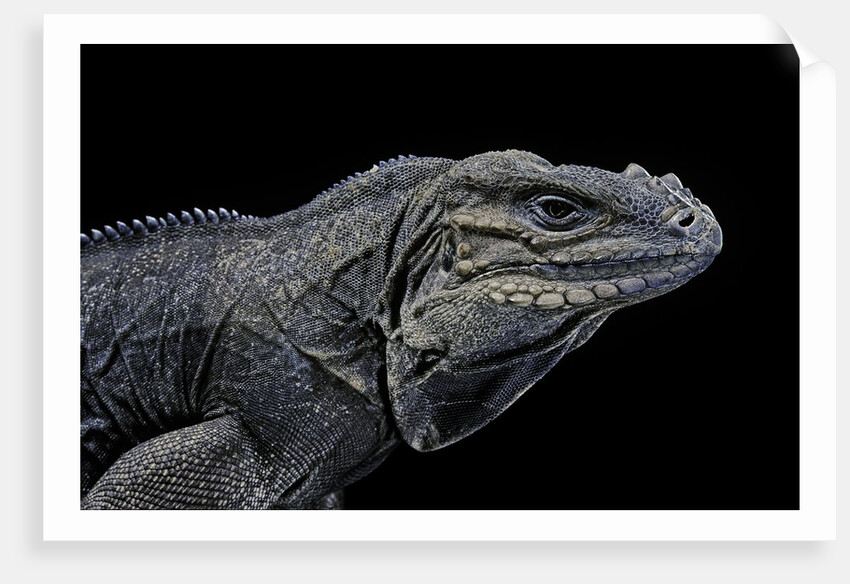 Cyclura cornuta (rhinoceros iguana) by Anonymous