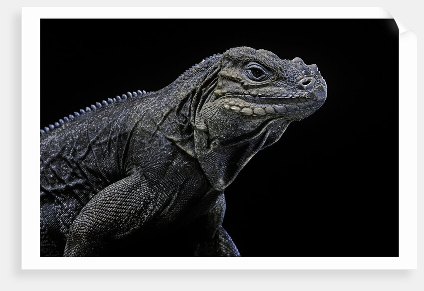 Cyclura cornuta (rhinoceros iguana) by Anonymous