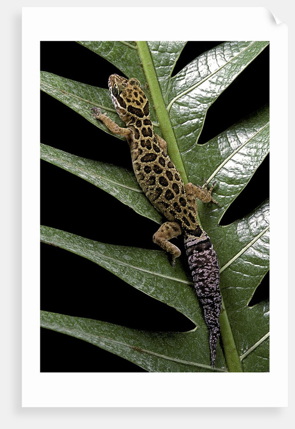 Cyrtodactylus peguensis (Thai bow-fingered gecko) by Anonymous