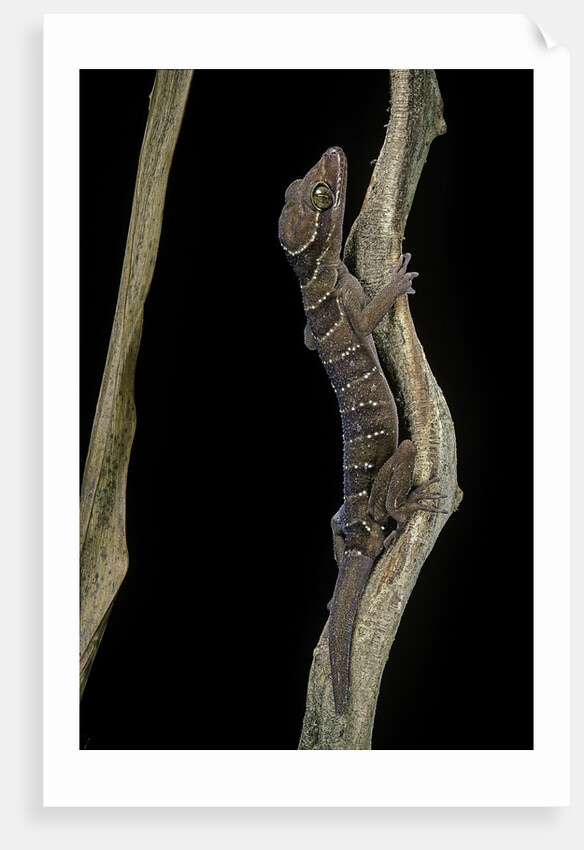 Cyrtodactylus pulchellus (Malayan forest gecko) by Anonymous