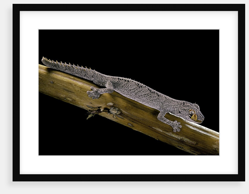 Diplodactylus ciliaris (Western spinytail gecko) by Anonymous