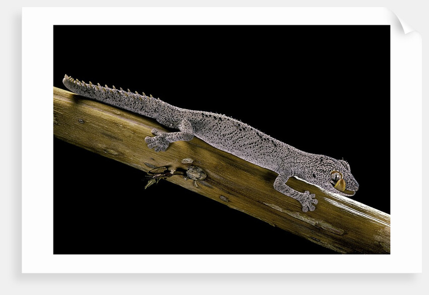 Diplodactylus ciliaris (Western spinytail gecko) by Anonymous