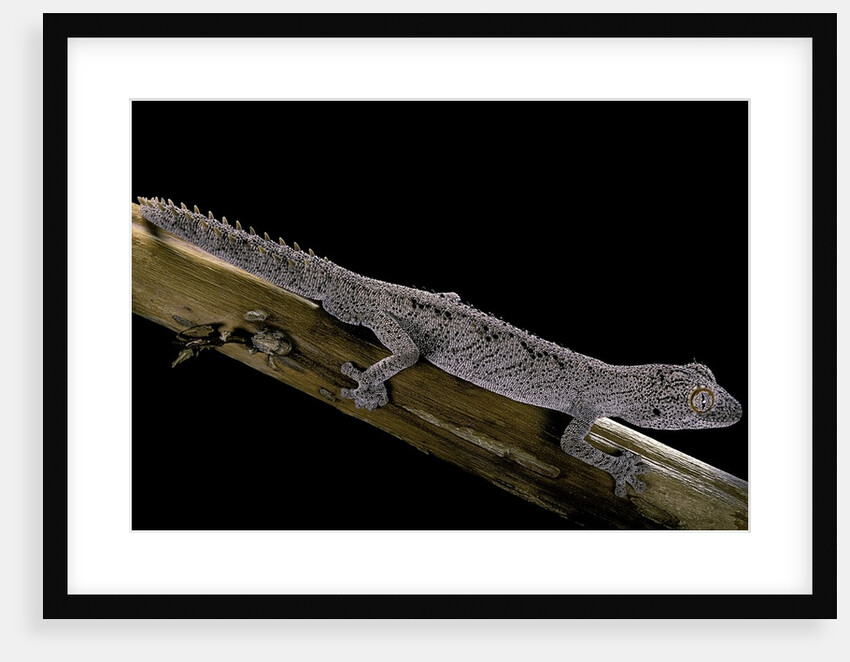Diplodactylus ciliaris (Western spinytail gecko) by Anonymous