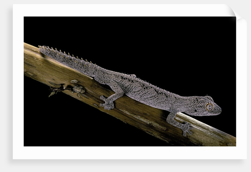 Diplodactylus ciliaris (Western spinytail gecko) by Anonymous