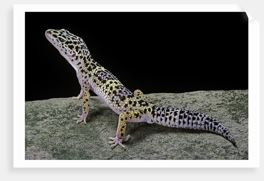 Eublepharis macularius (leopard gecko) by Anonymous