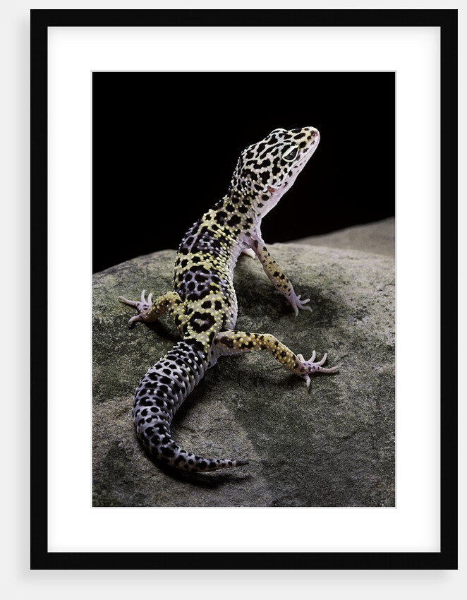 Eublepharis macularius (leopard gecko) by Anonymous