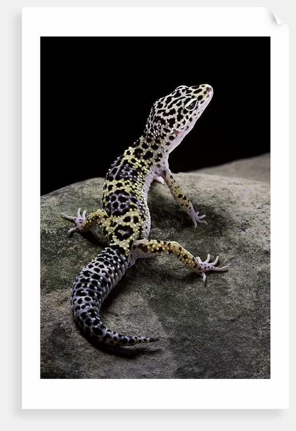 Eublepharis macularius (leopard gecko) by Anonymous