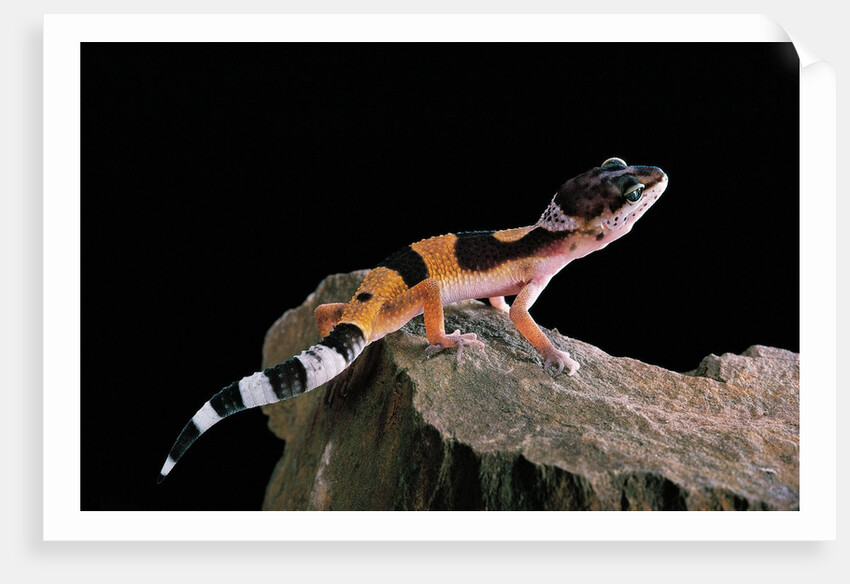 Eublepharis macularius f.golden (leopard gecko) by Anonymous