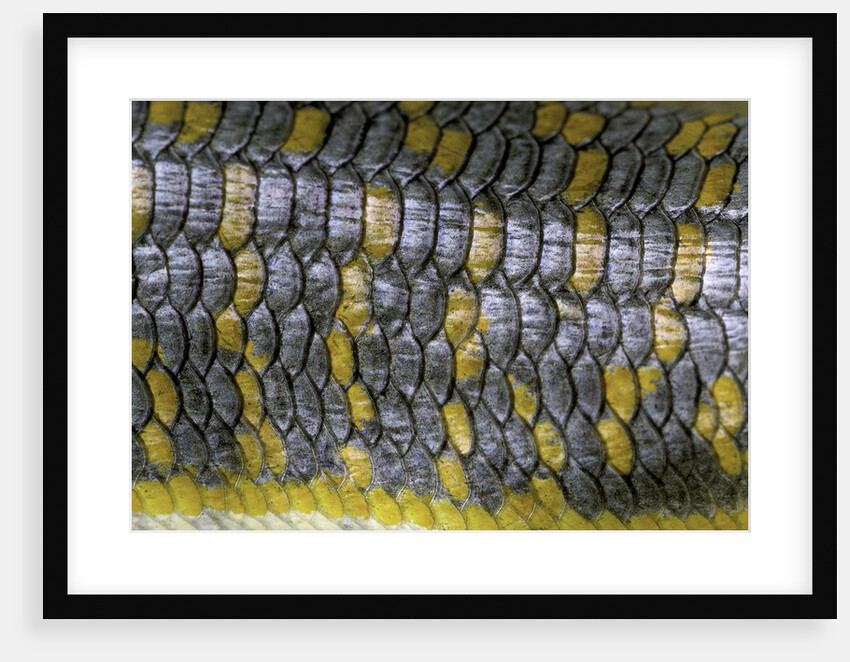 Eumeces schneideri (dotted skink, Schneider's skink or the Berber skink) by Anonymous