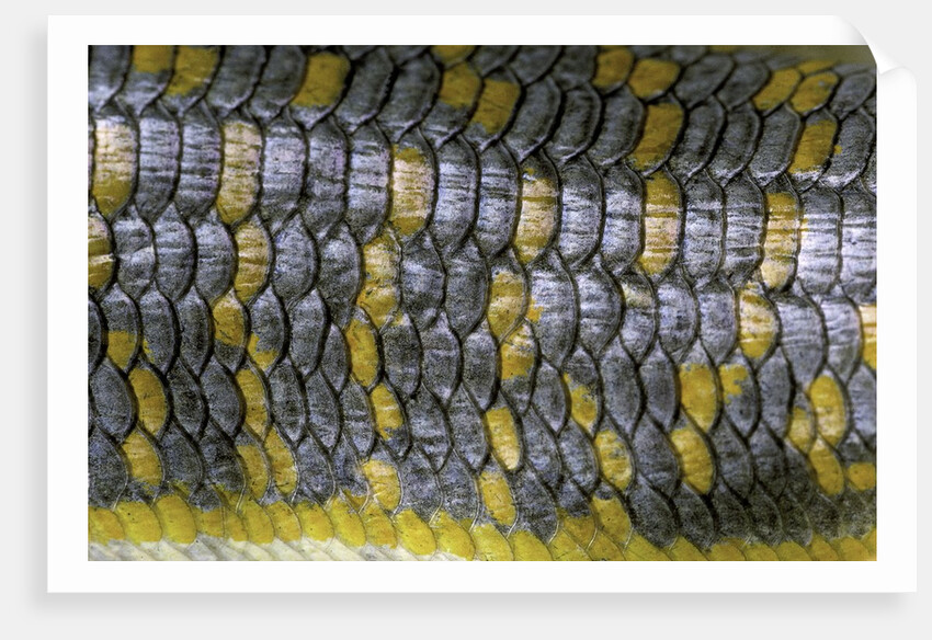 Eumeces schneideri (dotted skink, Schneider's skink or the Berber skink) by Anonymous