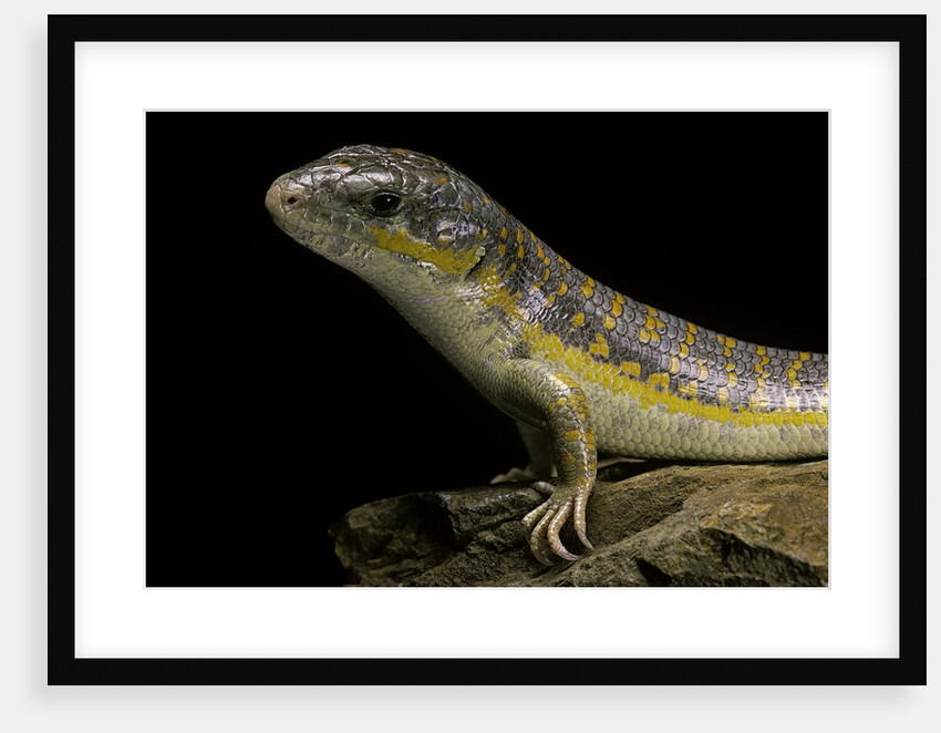 Eumeces schneideri (dotted skink, Schneider's skink or the Berber skink) by Anonymous