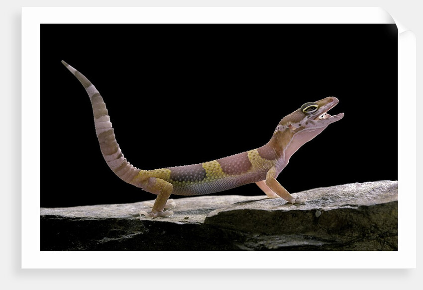 Eublepharis macularius f. albino (leopard gecko) by Anonymous