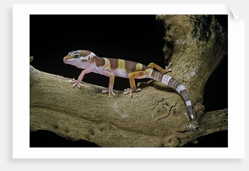 Eublepharis macularius f. albino (leopard gecko) by Anonymous
