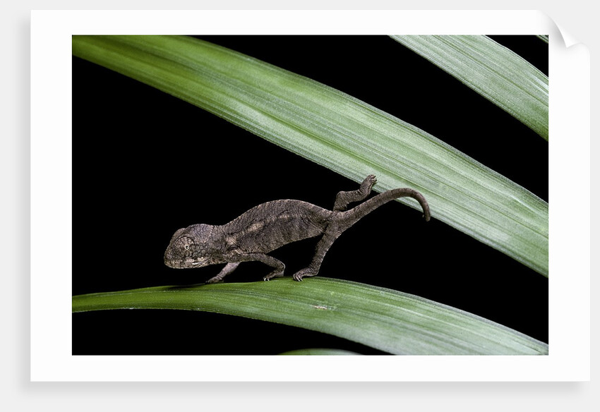 Furcifer oustaleti (Malagasy giant chameleon) - young by Anonymous