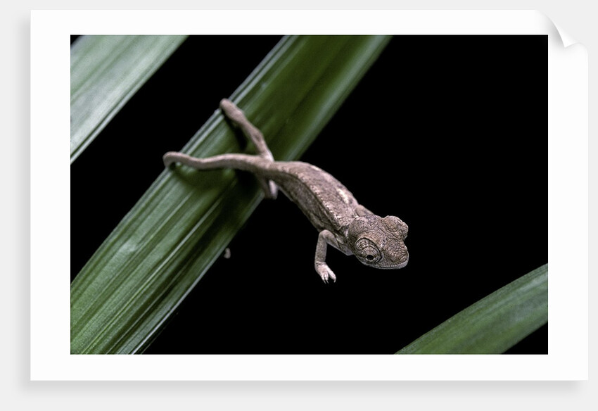 Furcifer oustaleti (Malagasy giant chameleon) - young by Anonymous