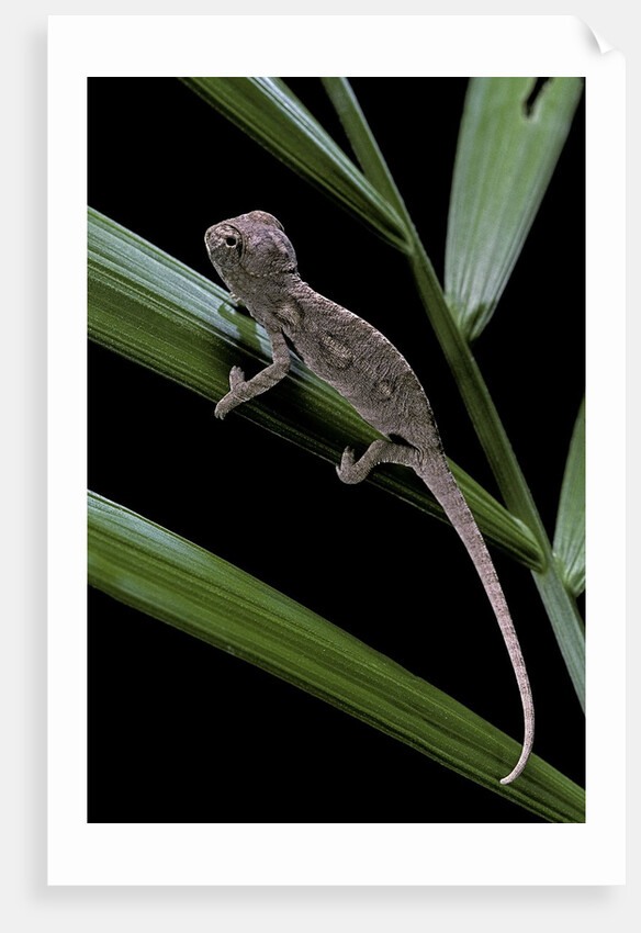 Furcifer oustaleti (Malagasy giant chameleon) - young by Anonymous