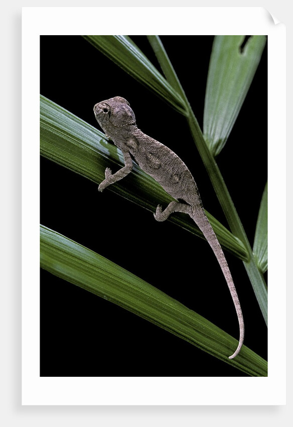 Furcifer oustaleti (Malagasy giant chameleon) - young by Corbis