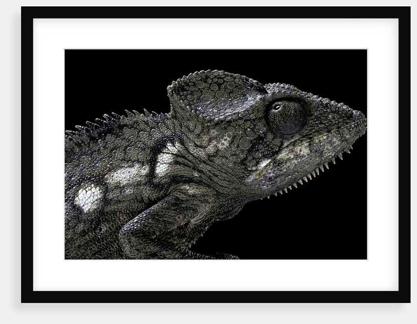 Furcifer oustaleti (Malagasy giant chameleon) by Anonymous
