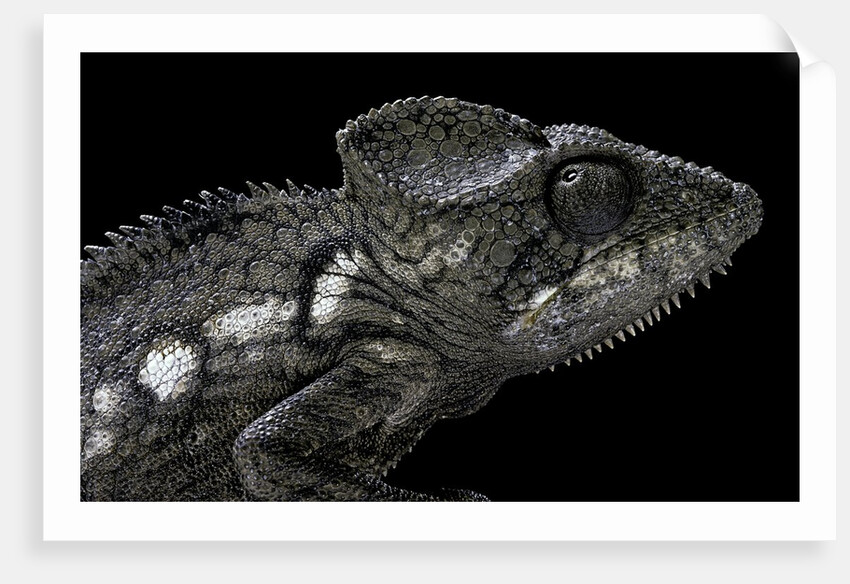 Furcifer oustaleti (Malagasy giant chameleon) by Anonymous