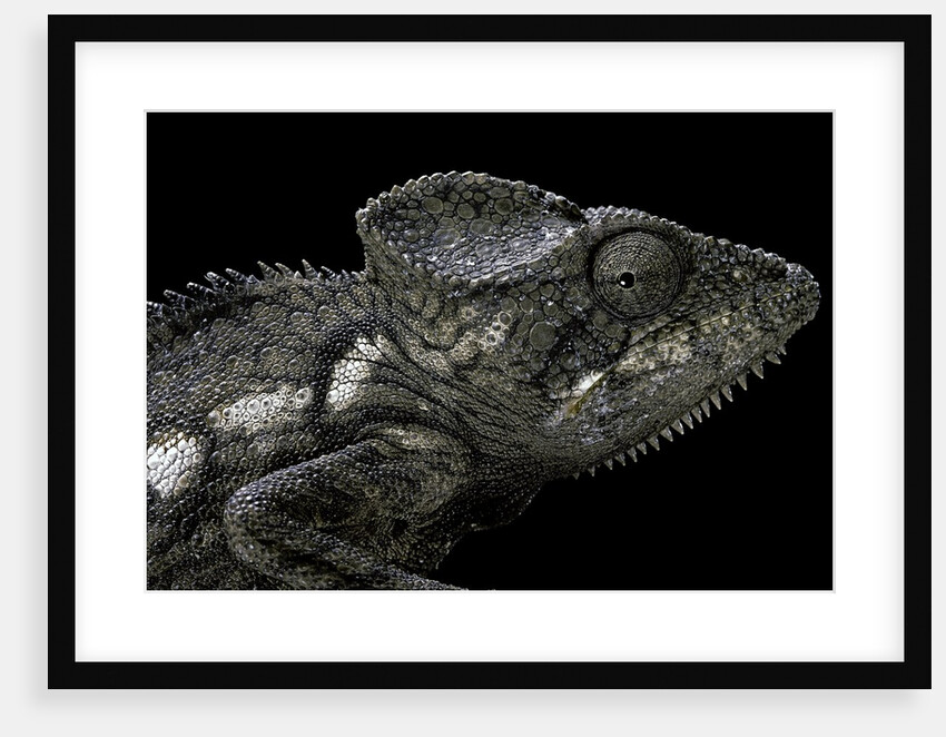 Furcifer oustaleti (Malagasy giant chameleon) by Anonymous