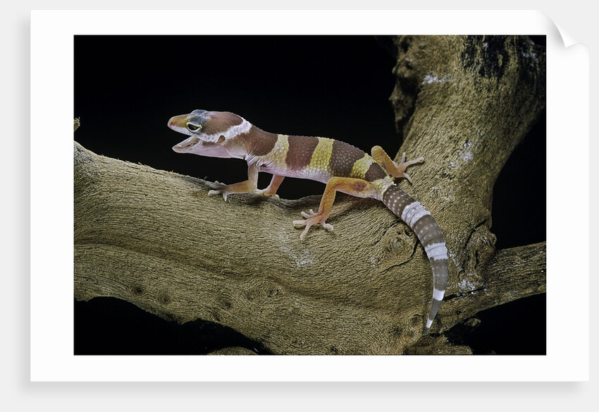 Eublepharis macularius f. albino (leopard gecko) by Anonymous