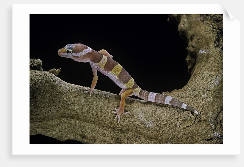 Eublepharis macularius f. albino (leopard gecko) by Anonymous
