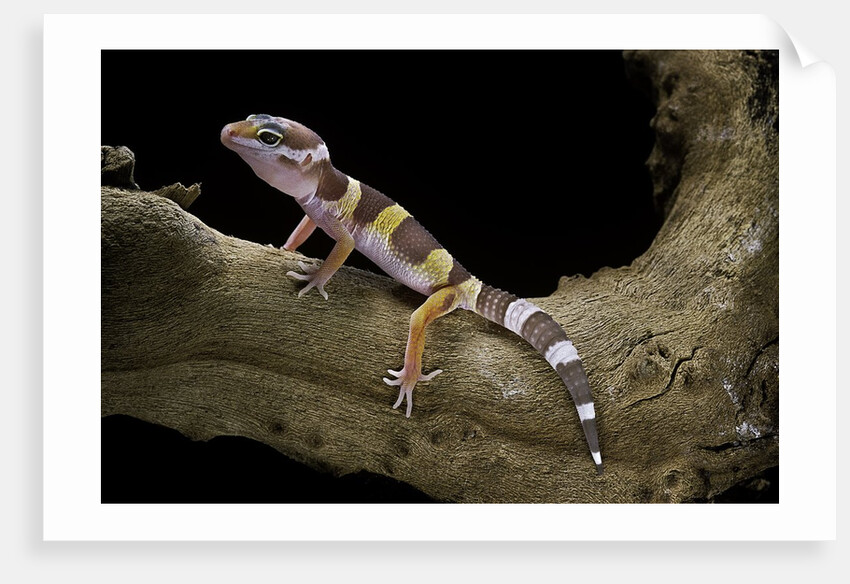Eublepharis macularius f. albino (leopard gecko) by Anonymous
