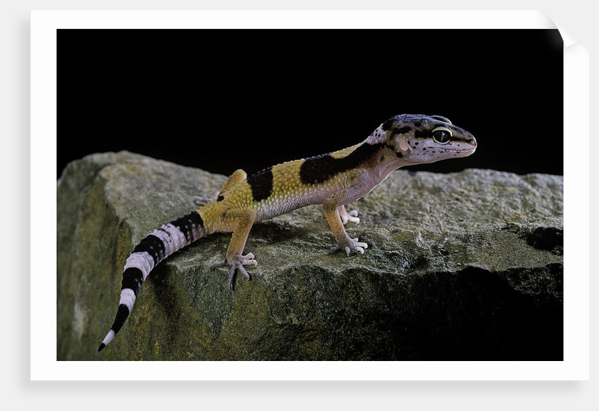 Eublepharis macularius f.golden (leopard gecko) by Anonymous