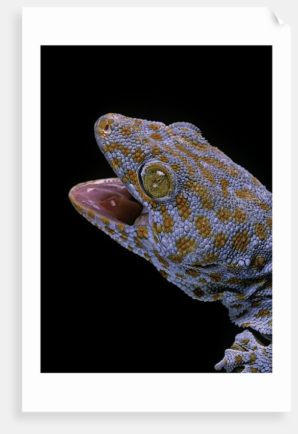 Gekko gecko (tokay gecko) by Anonymous