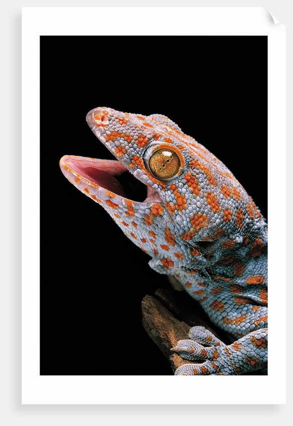 Gekko gecko (tokay gecko) by Anonymous