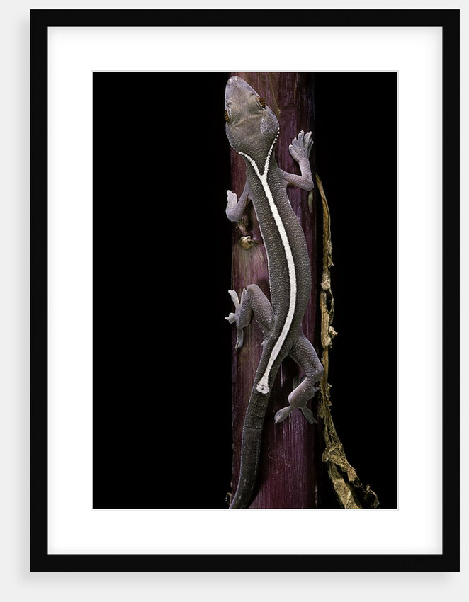 Gekko vittatus (lined gecko) by Anonymous