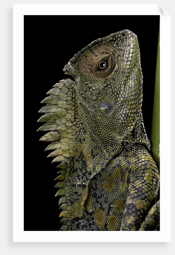 Gonocephalus chamaeleontinus (hump-beaded dragon) by Anonymous