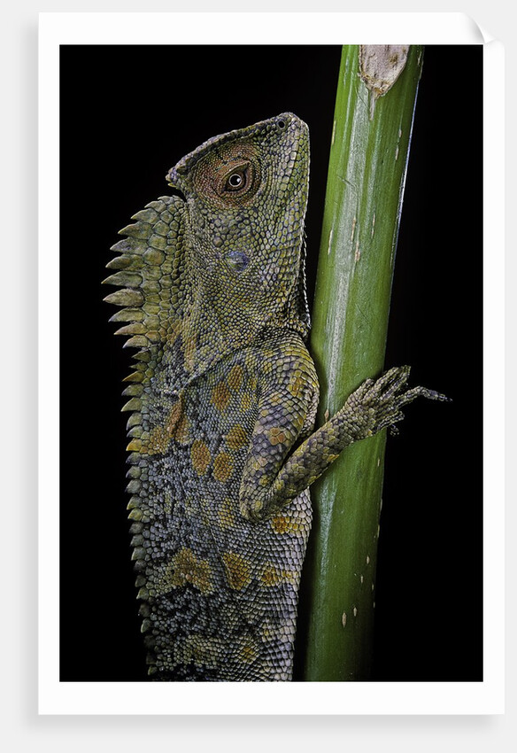 Gonocephalus chamaeleontinus (hump-beaded dragon) by Anonymous