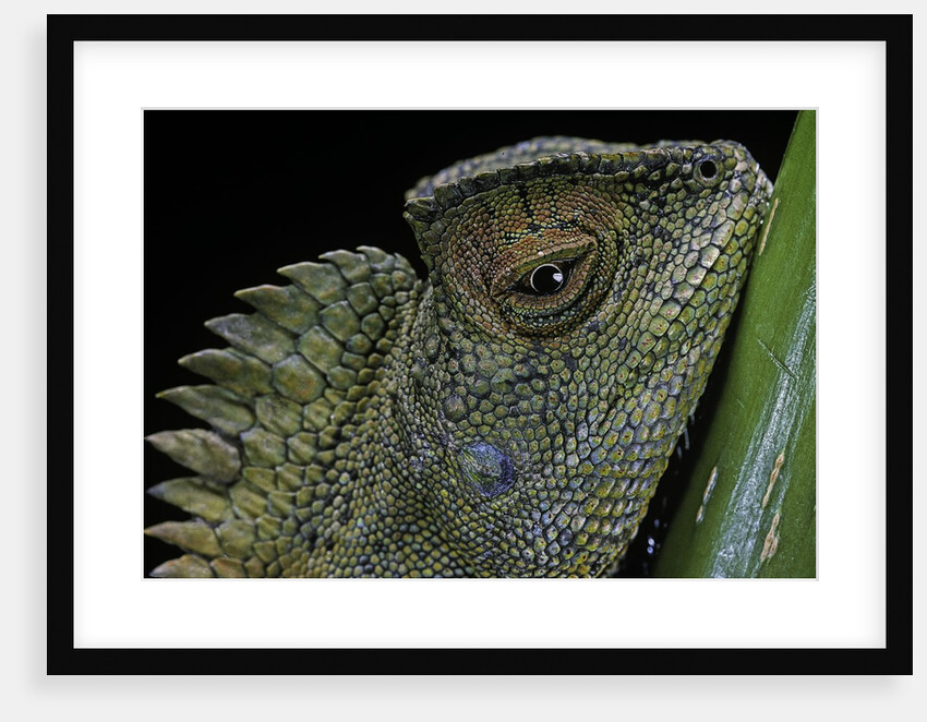 Gonocephalus chamaeleontinus (hump-beaded dragon) by Anonymous