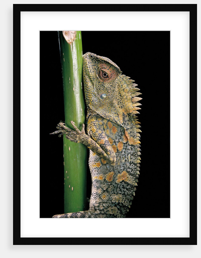 Gonocephalus chamaeleontinus (hump-beaded dragon) by Anonymous