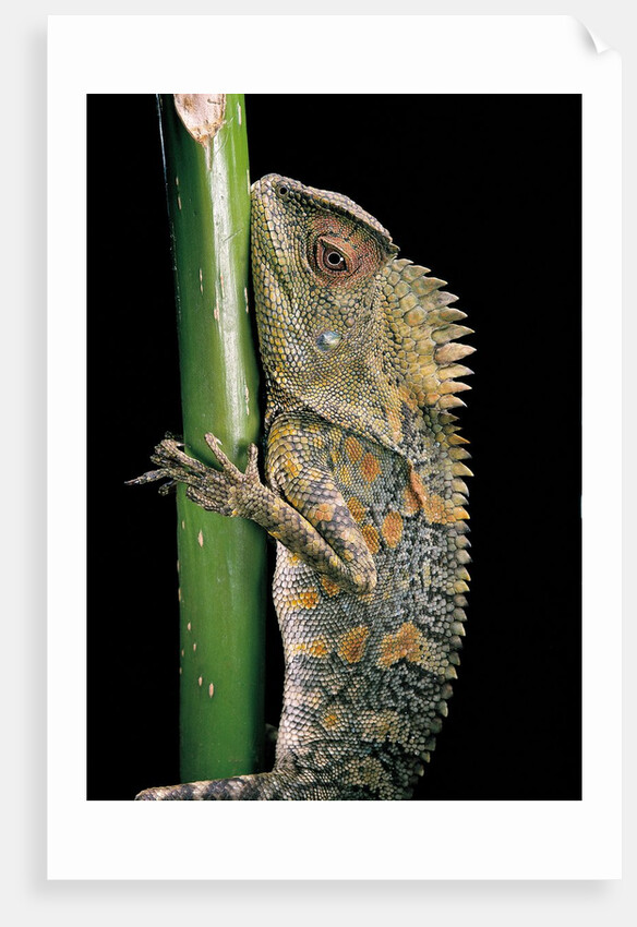 Gonocephalus chamaeleontinus (hump-beaded dragon) by Anonymous