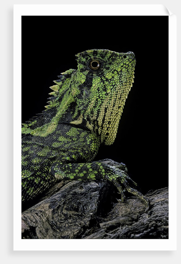Gonocephalus kuhlii (hump-beaded dragon) by Anonymous