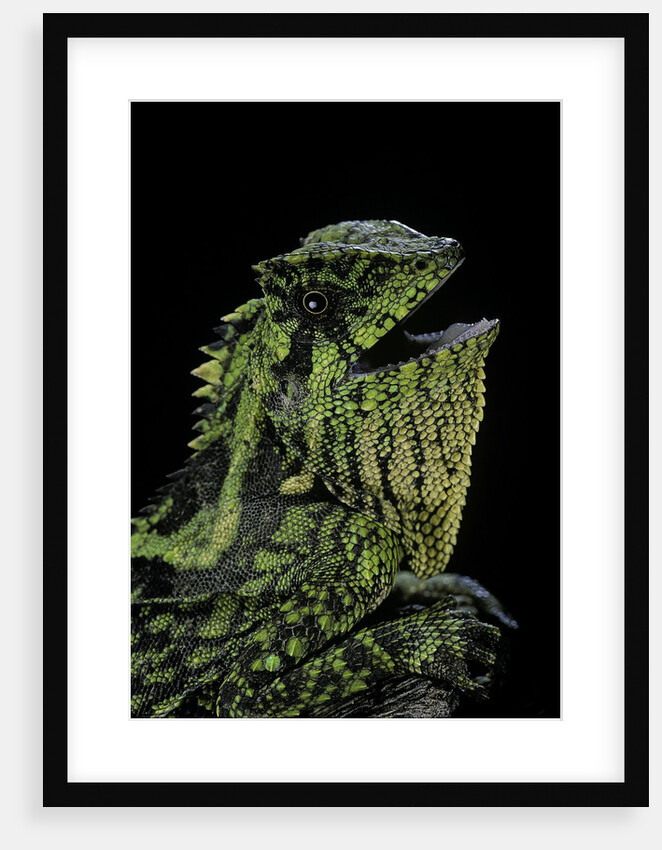 Gonocephalus kuhlii (hump-beaded dragon) by Anonymous