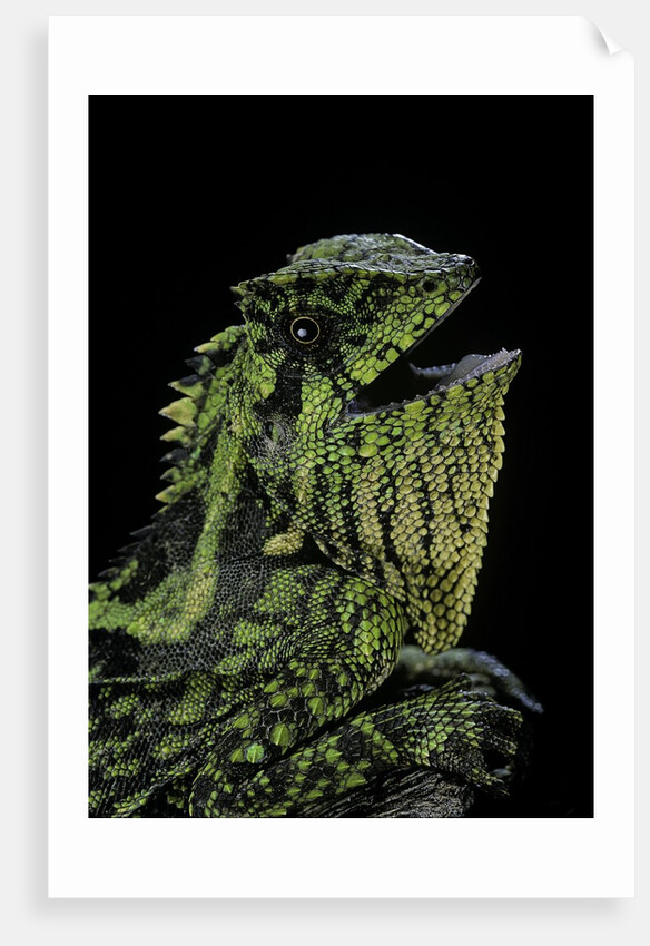 Gonocephalus kuhlii (hump-beaded dragon) by Anonymous