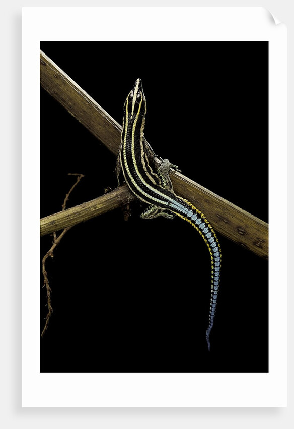 Holaspis guentheri (sawtailed lizard) by Anonymous