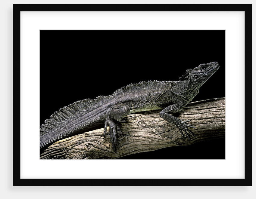 Hydrosaurus weberi (salfin dragon) by Anonymous