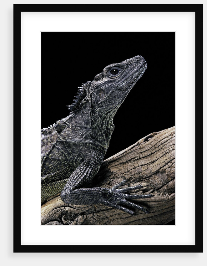 Hydrosaurus weberi (salfin dragon) by Anonymous
