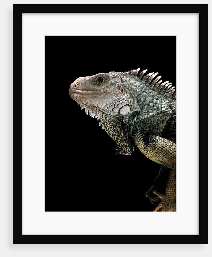 Iguana iguana (green iguana) by Anonymous