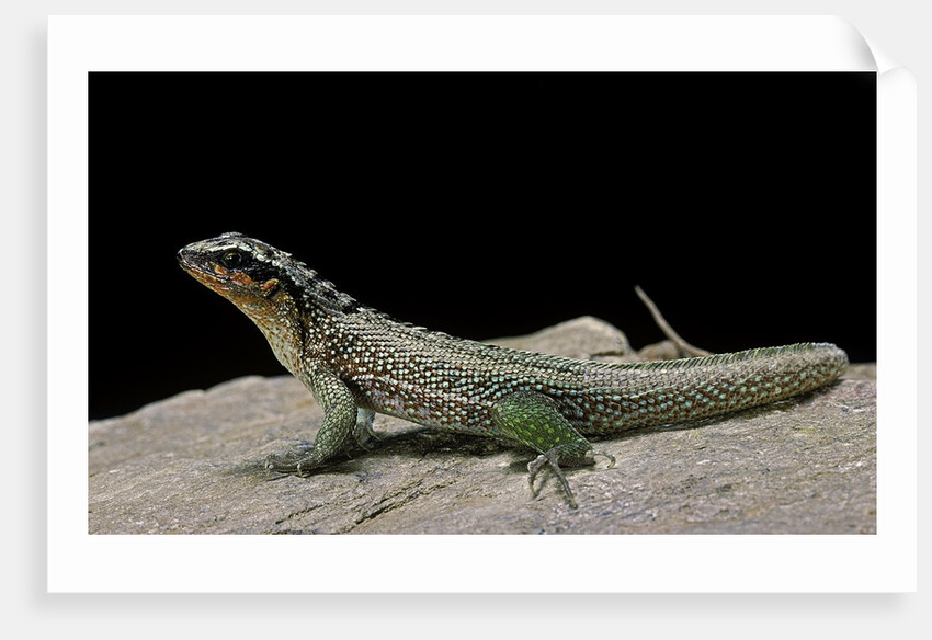 Leiocephalus schreibersi (red-sided curly-tail) by Anonymous