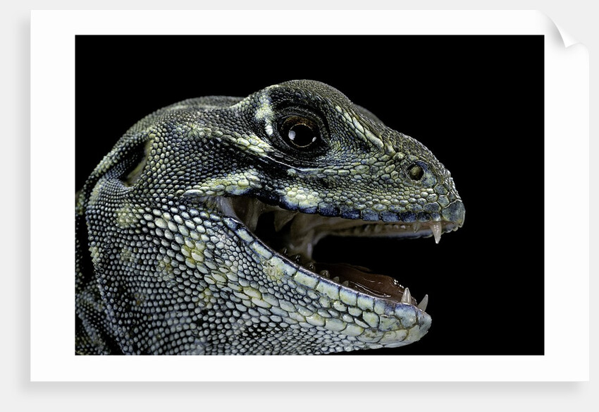 Leiolepis belliana (butterfly lizard) by Anonymous