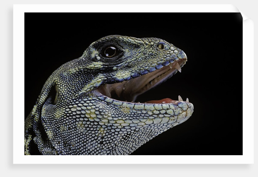 Leiolepis belliana (butterfly lizard) by Anonymous